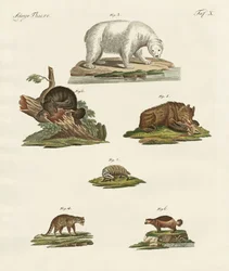 Divers types d