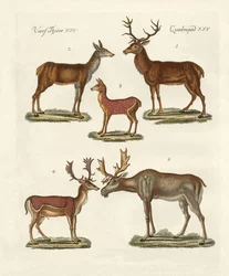Divers types de cerfs