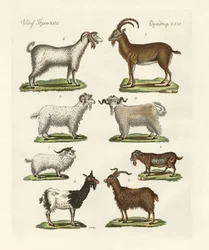 Divers types de chèvres et boucs