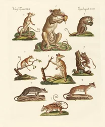 Divers types de marsupiaux