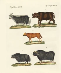 Différents types de bœufs