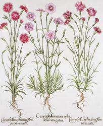 Diverses variétés de Dianthus, du Hortus Eystettensis par Basil Besler (1561-1629), pub. 1613 (gravure en couleur)
