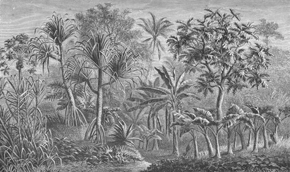 Végétation en Inde