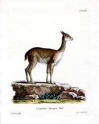 Vigogne