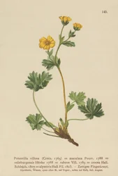 Potentille velue (Potentilla villosa)