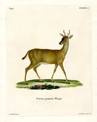 Cerf de Virginie