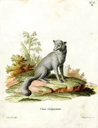 Renard de Virginie