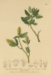 Saule de Waldstein (Salix Waldsteiniana, Salix arbusc. var.)