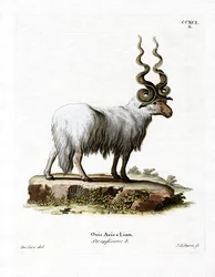 Mouton valaque