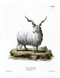 Mouton Wallachien