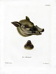 Phacochère