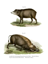 Phacochère, 1860
