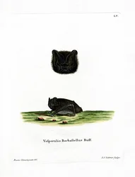Barbastelle d