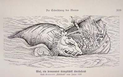 Baleine attaquant un navire