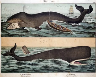 Baleine, dans « Histoire naturelle des mammifères », éd. Schreiber, Munich