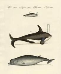 Baleines et dauphins
