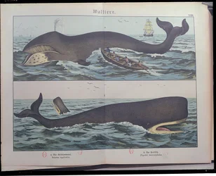 Chasse à la baleine et cachalot, de Histoire naturelle des mammifères (1861) par Gotthelf Heinrich von Schubert (1780-1860), publié à Stuttgart, 1886