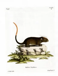 Rat épineux à face blanche
