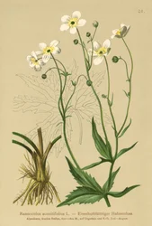 Renoncule à feuilles d