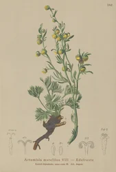 Génépi blanc (Artemisia mutellina, Artemisia umbelliformis)