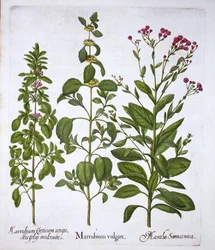 White Horehound, Horehound et Mint, de Hortus Eystettensis, par Basil Besler, pub. 1613