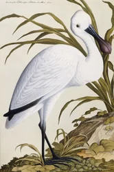 Spatule blanche, 1750-1800