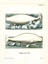 Baleine blanche