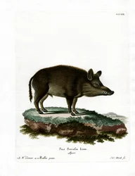 Sanglier