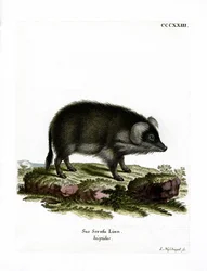 Sanglier