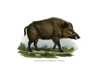 Sanglier, 1860