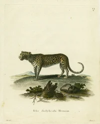 Chat sauvage
