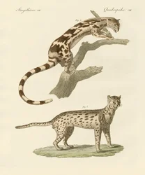 Animaux sauvages