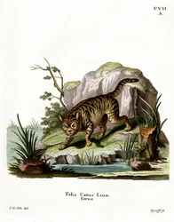 Chat sauvage