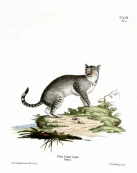 Chat sauvage
