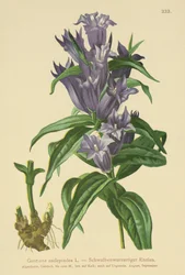 Gentiane asclépiade (Gentiana asclepiadea)