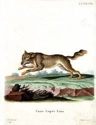 Loup