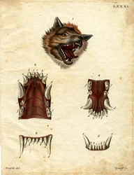 Loup
