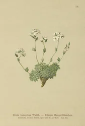 Drave laineuse (Draba tomentosa)