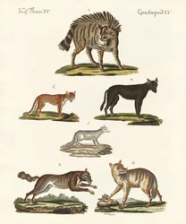 Loups et renards