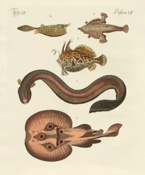 Poissons merveilleux