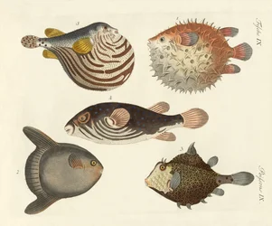 Poissons merveilleux