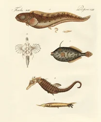 Poissons merveilleux