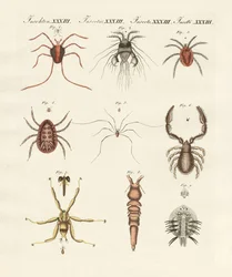 Insectes merveilleux
