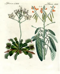 Plantes merveilleuses