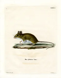 Souris des bois