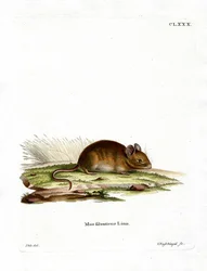 Souris des bois