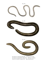 Cécilie vermiforme