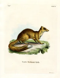 Mangouste jaune