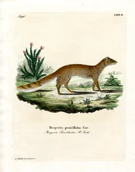 Mangouste jaune
