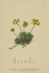 Drave jaune (Draba aizoides)
